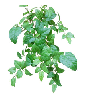 Maison artificielle tombante Vigne verte 70cm