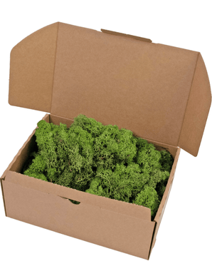 Mousse de renne Vert forêt