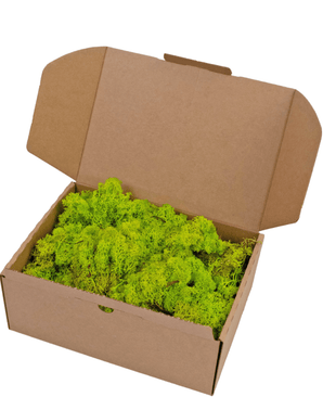 Mousse de renne Vert printemps