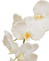 Orchidée artificielle 50 cm blanche en pot