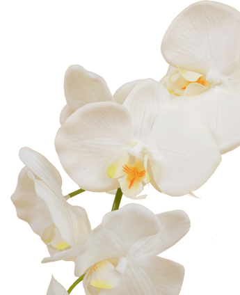 Orchidée artificielle 50 cm blanche en pot