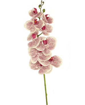 Orchidée artificielle Real Touch Deluxe 105 cm fuchsia/blanc