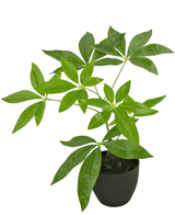Pachira artificiel 30 cm enpot ornemental noir