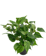Philodendron artificiel en pot 40cm
