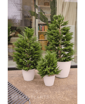 Plante Cyprès artificiel deluxe 120 cm UV