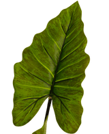 Plante artificielle Alocasia 150 cm