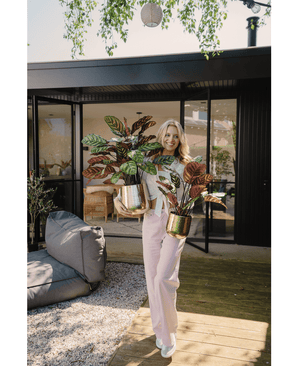 Plante artificielle Calathea Makoyana 75 cm rouge