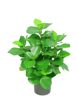 Plante artificielle Clusia 45 cm