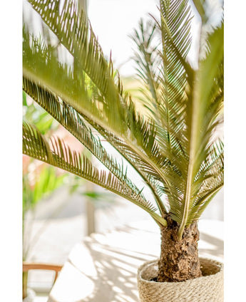 Plante artificielle Cycus Palm Deluxe 95 cm