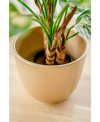 Plante artificielle Dieffenbachia 60 cm