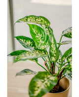 Plante artificielle Dieffenbachia 60 cm