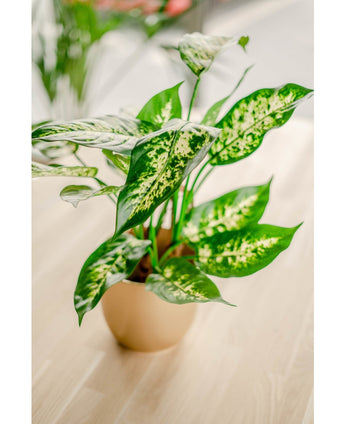 Plante artificielle Dieffenbachia 60 cm