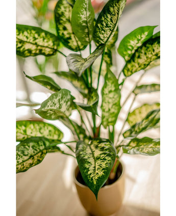 Plante artificielle Dieffenbachia 75 cm