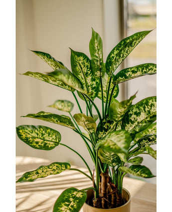 Plante artificielle Dieffenbachia 75 cm