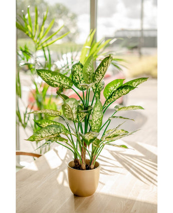 Plante artificielle Dieffenbachia 75 cm