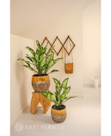 Plante artificielle Dieffenbachia 75 cm