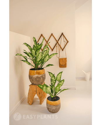 Plante artificielle Dieffenbachia 75 cm
