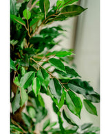 Plante artificielle Ficus Crazy 120 cm