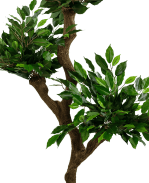 Plante artificielle Ficus Crazy 150 cm