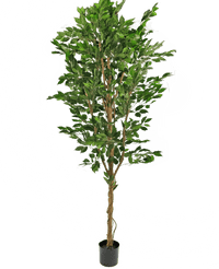 Plante artificielle Ficus Green 240 cm