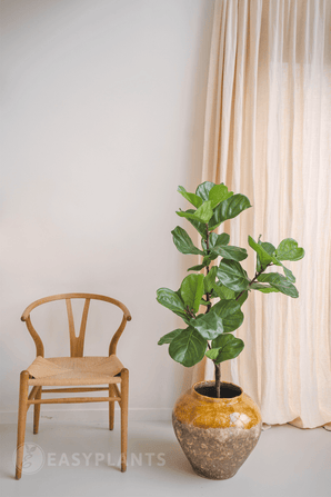Plante artificielle Ficus Tobacco Plant Deluxe 125 cm