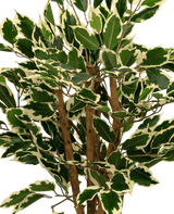 Plante artificielle Ficus vert/blanc 90 cm