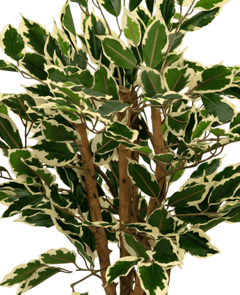 Plante artificielle Ficus vert/blanc 90 cm