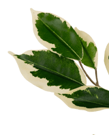 Plante artificielle Ficus vert/blanc 90 cm