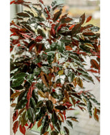 Plante artificielle Ficus vert/rouge 150 cm