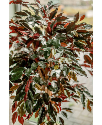 Plante artificielle Ficus vert/rouge 150 cm