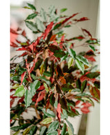 Plante artificielle Ficus vert/rouge 150 cm