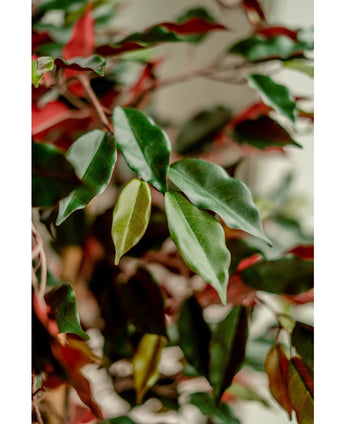 Plante artificielle Ficus vert/rouge 150 cm
