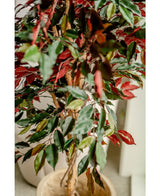 Plante artificielle Ficus vert/rouge 150 cm