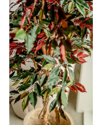 Plante artificielle Ficus vert/rouge 150 cm
