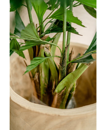 Plante artificielle Fishtail Palm 160 cm