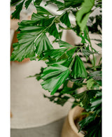 Plante artificielle Fishtail Palm 160 cm