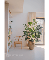 Plante artificielle Fishtail Palm 160 cm