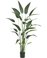 Plante artificielle Heliconia 180 cm