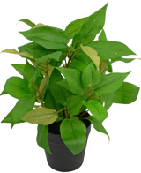 Plante artificielle "House Wanderer" dans un pot de 35 cm