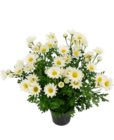 Plante artificielle Marguerite 31 cm