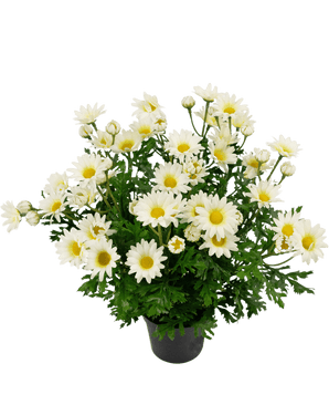 Plante artificielle Marguerite 31 cm