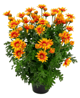 Plante artificielle Marguerite 31 cm