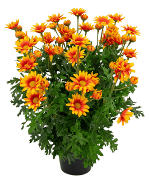 Plante artificielle Marguerite 31 cm