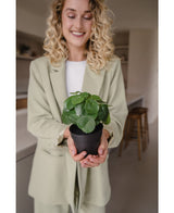 Plante artificielle Pancake mini 20 cm