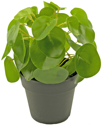 Plante artificielle Pancake mini 20 cm