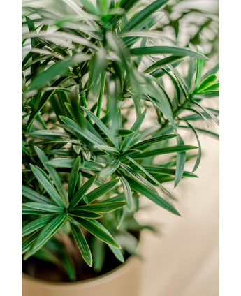 Plante artificielle Podocarpus 47 cm