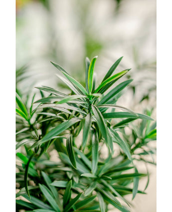 Plante artificielle Podocarpus 47 cm