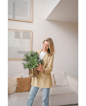 Plante artificielle Podocarpus 47 cm