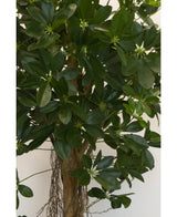 Plante artificielle Schefflera small leaf 150 cm