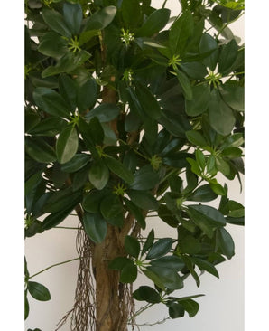 Plante artificielle Schefflera small leaf 150 cm